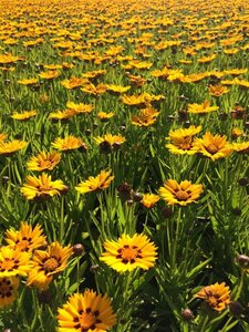 Coreopsis gr. 'Sunfire' P9 - afbeelding 3