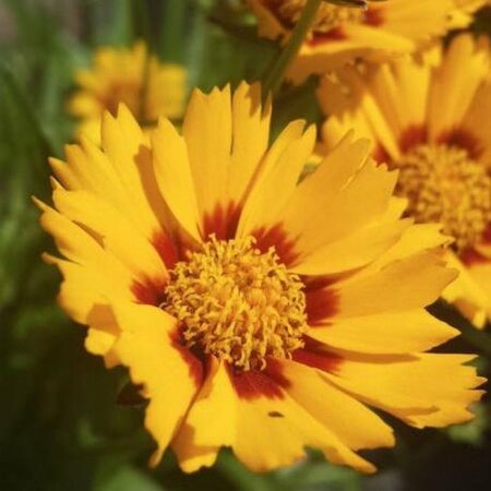 Coreopsis gr. 'Sunfire' P9 - afbeelding 4