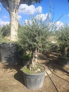 Olea europaea - afbeelding 10