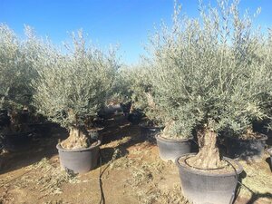 Olea europaea - afbeelding 11