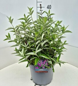 Buddleja Free Petite Tutti Fruitti 30/40 C.