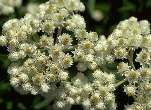 Anaphalis margaritacea P9