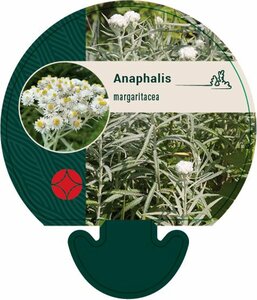 Anaphalis margaritacea P9 - afbeelding 8