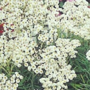 Anaphalis margaritacea P9 - afbeelding 4