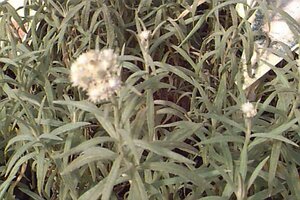 Anaphalis margaritacea P9 - afbeelding 2