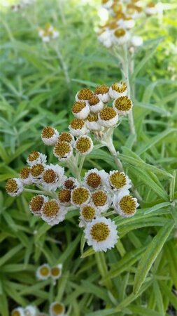 Anaphalis margaritacea P9 - afbeelding 7