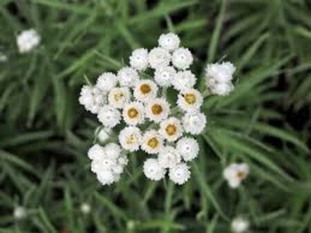 Anaphalis margaritacea P9 - afbeelding 5
