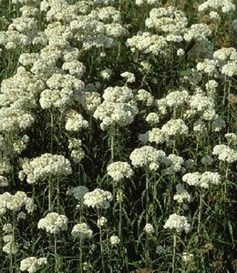 Anaphalis margaritacea P9 - afbeelding 3