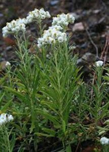 Anaphalis margaritacea P9 - afbeelding 6