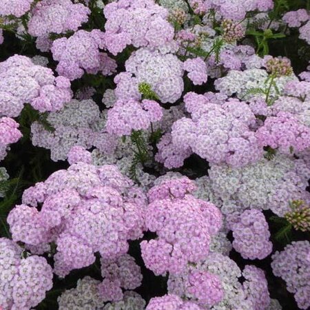 Achillea millefolium 'Apfelblüte' C2 - afbeelding 2
