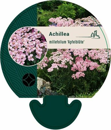Achillea millefolium 'Apfelblüte' C2 - afbeelding 1
