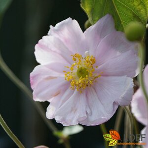 Anemone hybrida 'Serenade' C2