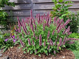 Agastache 'Beelicious Pink' C2