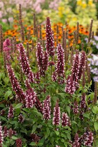 Agastache 'Beelicious Pink' C2