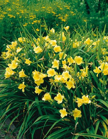 Hemerocallis 'Happy Returns' P9 PlanetProof - afbeelding 2