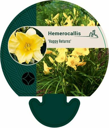 Hemerocallis 'Happy Returns' P9 PlanetProof - afbeelding 1