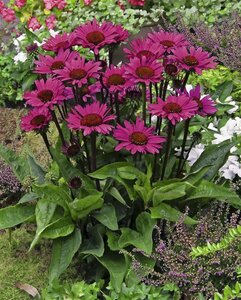 Echinacea purpurea 'Fatal Attraction' P11