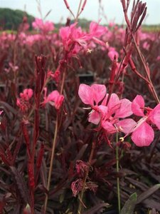 Gaura lindheimeri 'Gaudi Rose' P11