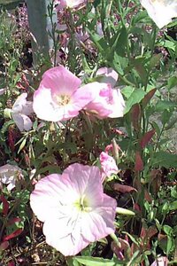 Oenothera speciosa P9