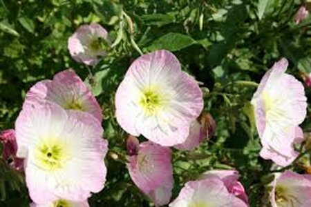 Oenothera speciosa P9 - afbeelding 2