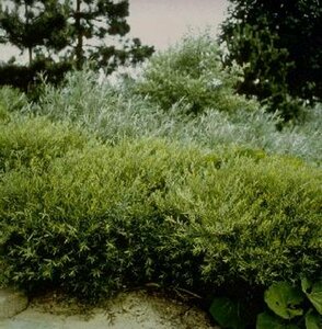 Salix purpurea 'Nana' 30/40 C.