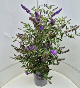 Buddleja 'Free Petite Blue Heaven' 40/50 C.