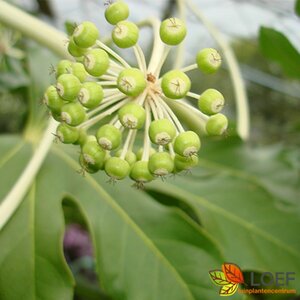 Fatsia japonica C2