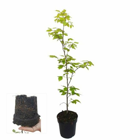 Fagus sylvatica 40/50 C. - afbeelding 13