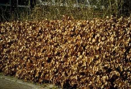 Fagus sylvatica 40/50 C. - afbeelding 15