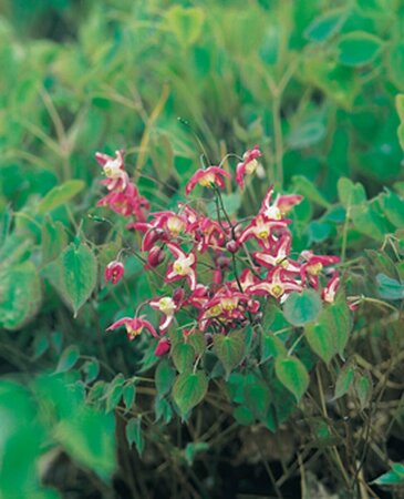 Epimedium rubrum P9 - afbeelding 4