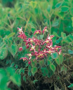 Epimedium rubrum P9 - afbeelding 4