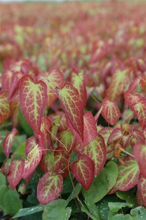 Epimedium rubrum P9 - afbeelding 2