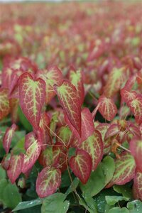 Epimedium rubrum P9 - afbeelding 2