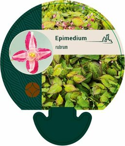 Epimedium rubrum P9 - afbeelding 1