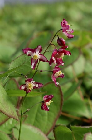 Epimedium rubrum P9 - afbeelding 3