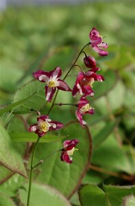 Epimedium rubrum P9 - afbeelding 3