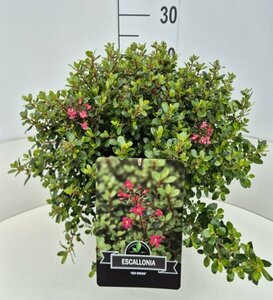 Escallonia 'Red Dream'
