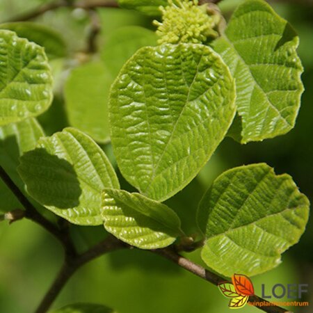 Fothergilla major - afbeelding 1