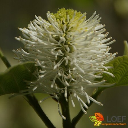 Fothergilla major - afbeelding 2