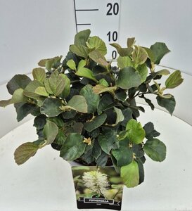 Fothergilla major - afbeelding 3