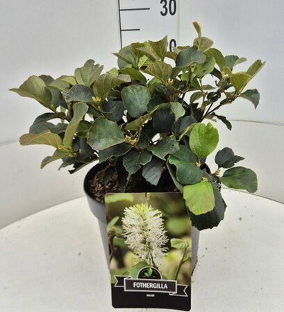 Fothergilla major - afbeelding 4