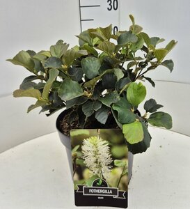 Fothergilla major - afbeelding 4