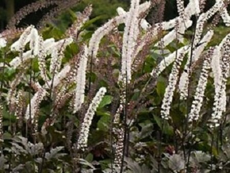 Actaea simplex 'Brunette' P9 - afbeelding 2