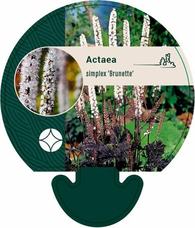 Actaea simplex 'Brunette' P9 - afbeelding 1