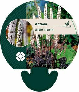 Actaea simplex 'Brunette' P9