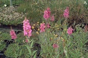 Lythrum salicaria 'Morden Pink' P9