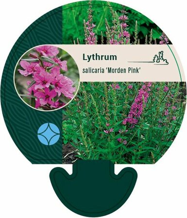 Lythrum salicaria 'Morden Pink' P9 - afbeelding 2