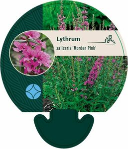 Lythrum salicaria 'Morden Pink' P9 - afbeelding 2