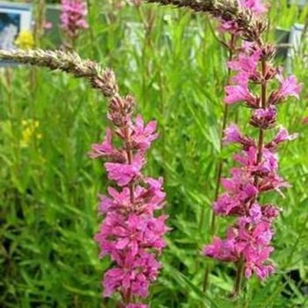 Lythrum salicaria 'Morden Pink' P9 - afbeelding 3