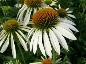 Echinacea purpurea 'Alba' P9 - afbeelding 6